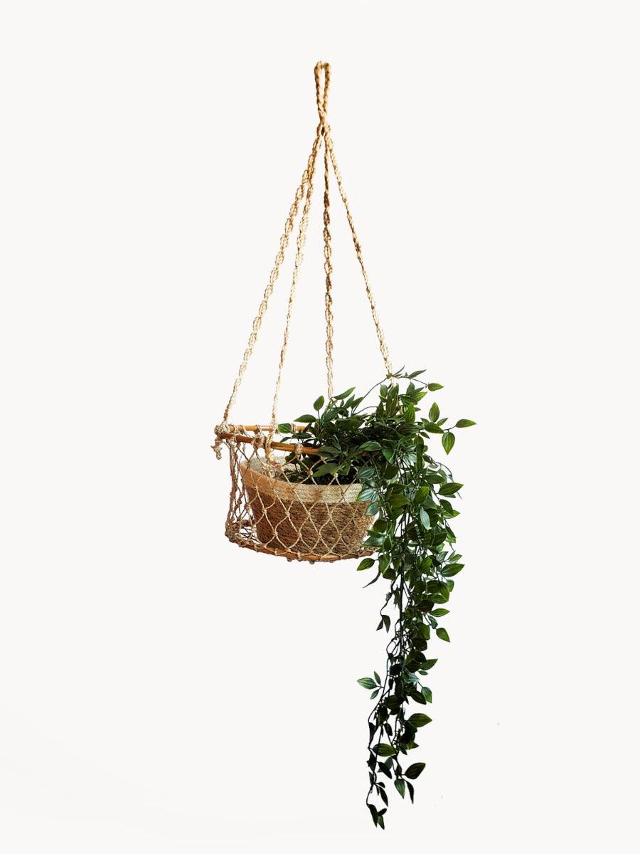 Single Hanging Basket - Plant Paradise Boutique