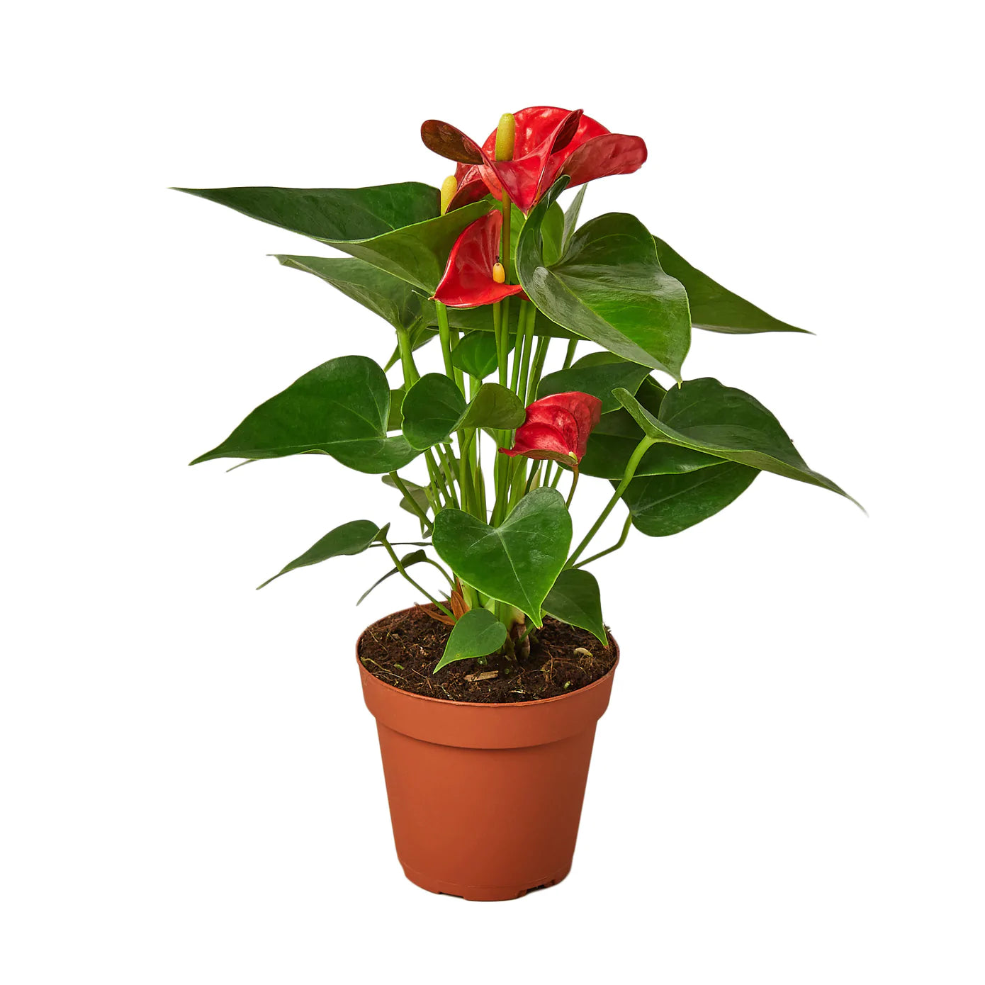 Anthurium Bundle - Plant Paradise Boutique