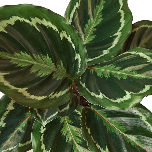 Calathea Roseopicta 'Medallion' - Plant Paradise Boutique