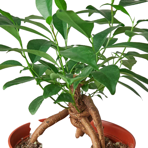 Ficus 'Ginseng' - Plant Paradise Boutique
