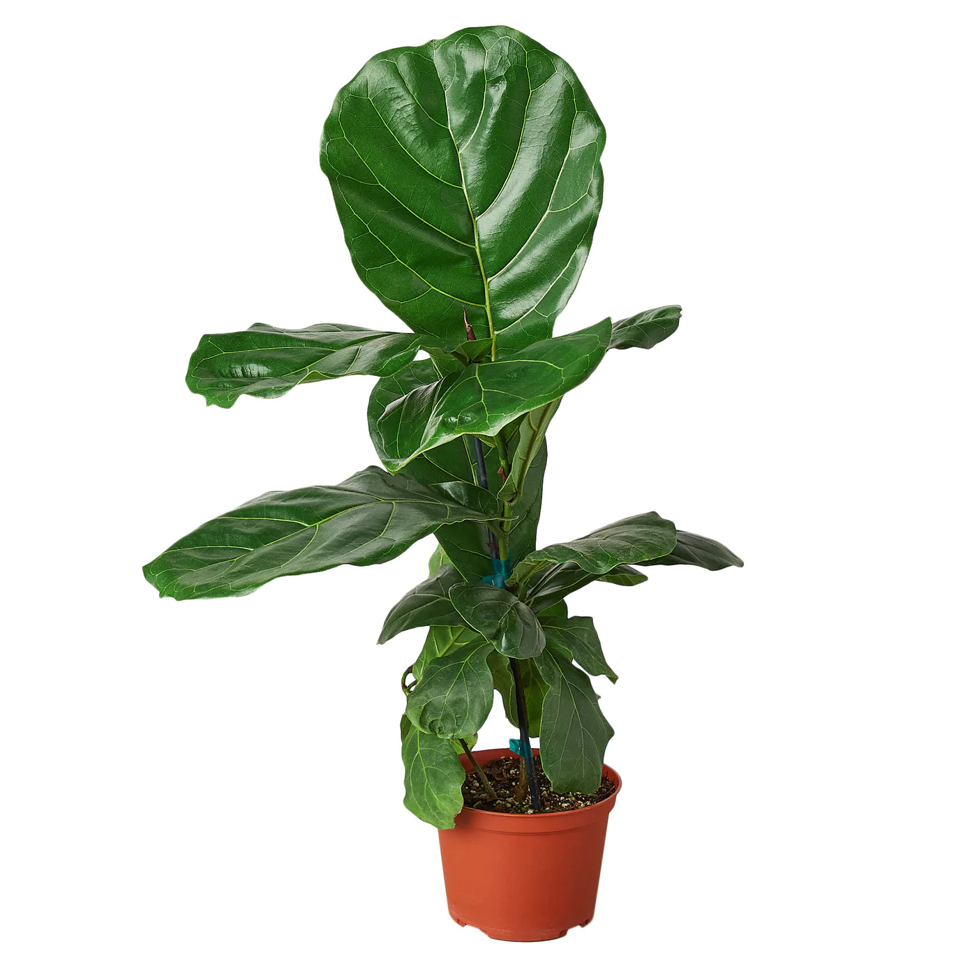 Ficus Lyrata 'Fiddle Leaf Fig' - Plant Paradise Boutique