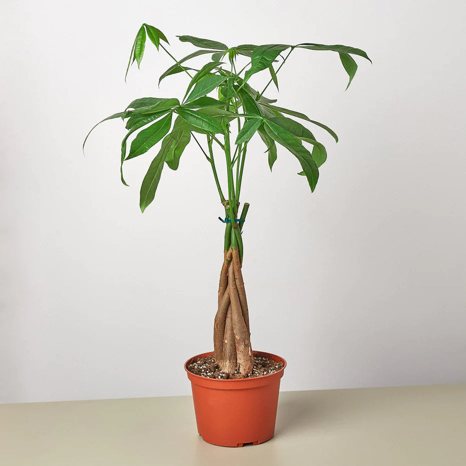 Money Tree 'Guiana Chestnut' Pachira Braid - Plant Paradise Boutique
