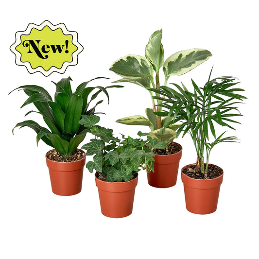 Tropical Plant Bundle - Plant Paradise Boutique