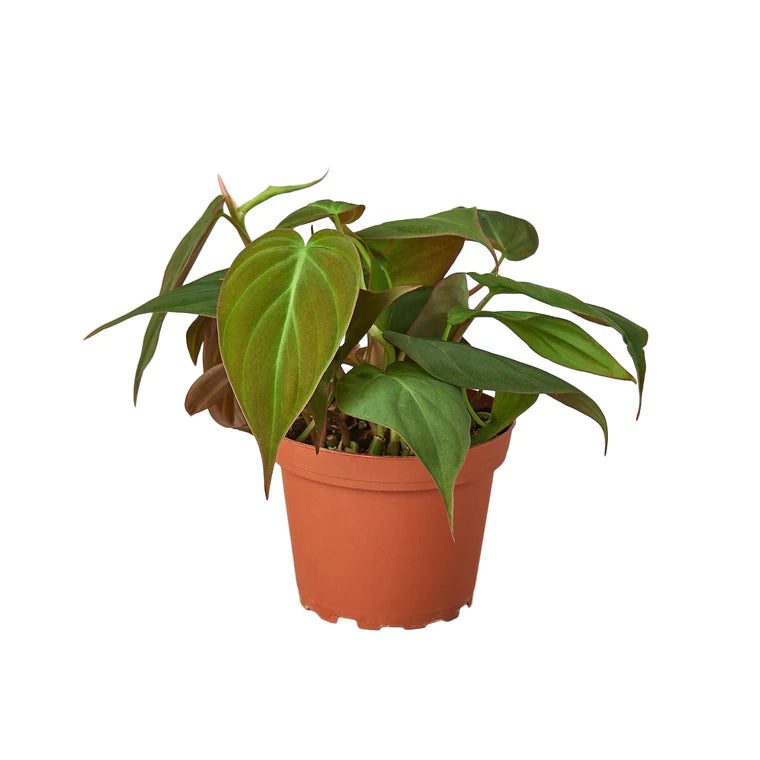 Philodendron 'Velvet' - Plant Paradise Boutique
