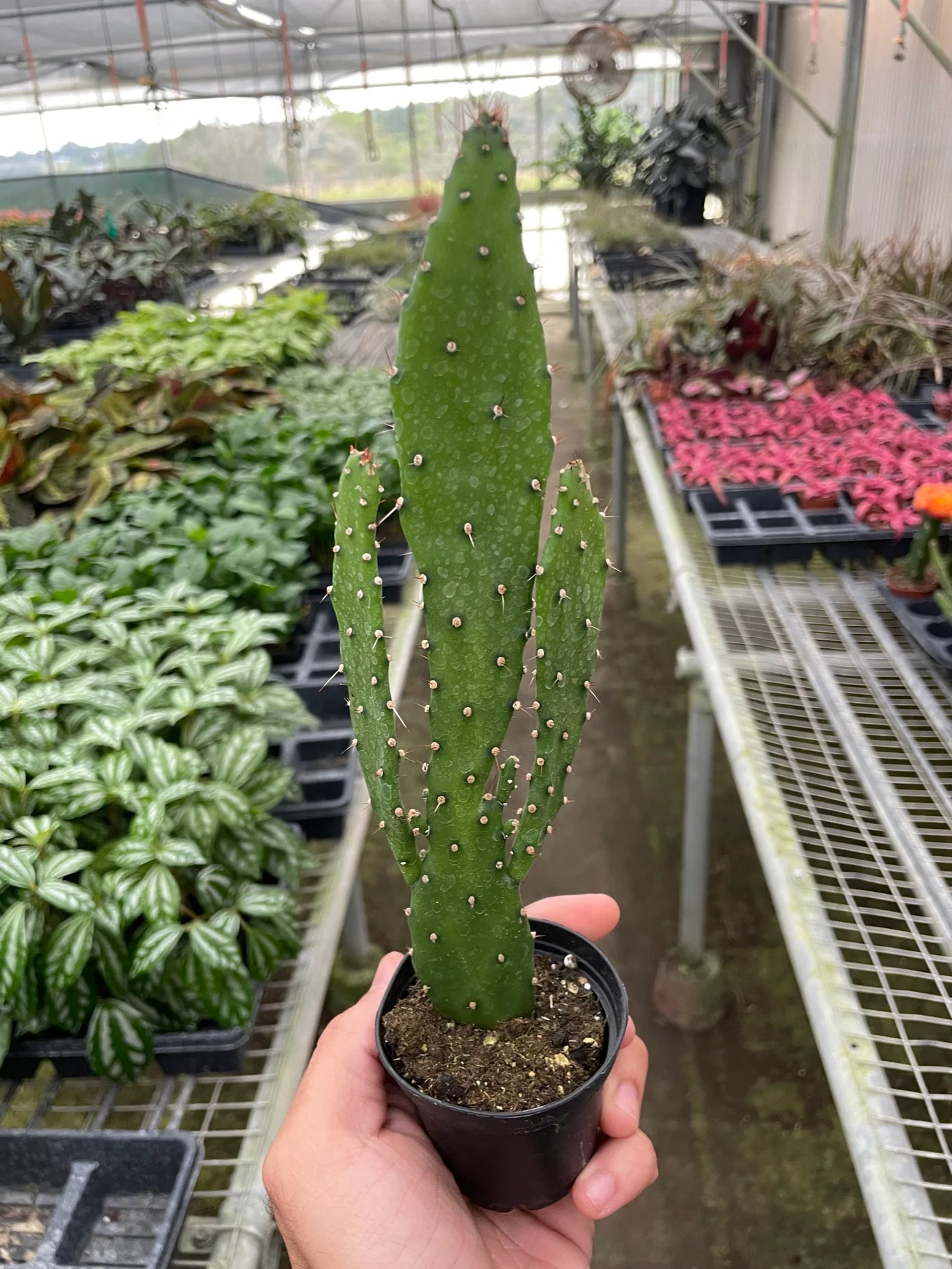 Drooping Prickly Pear Cactus - Plant Paradise Boutique
