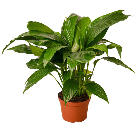Spathiphyllum 'Peace Lily' - Plant Paradise Boutique