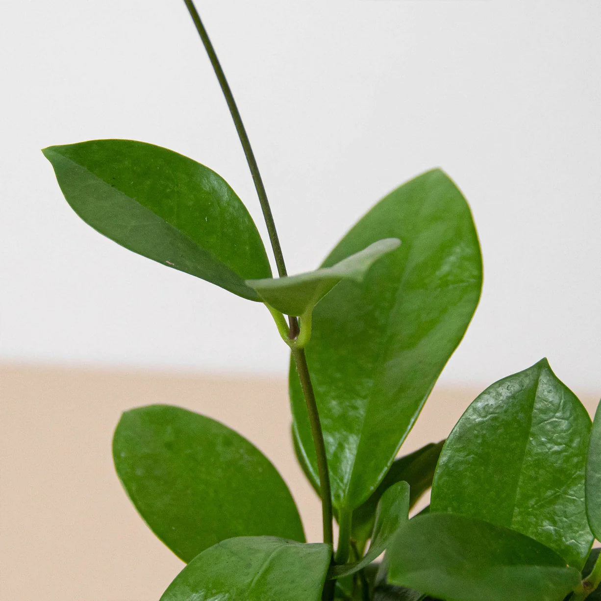 Hoya 'Australis' - Plant Paradise Boutique
