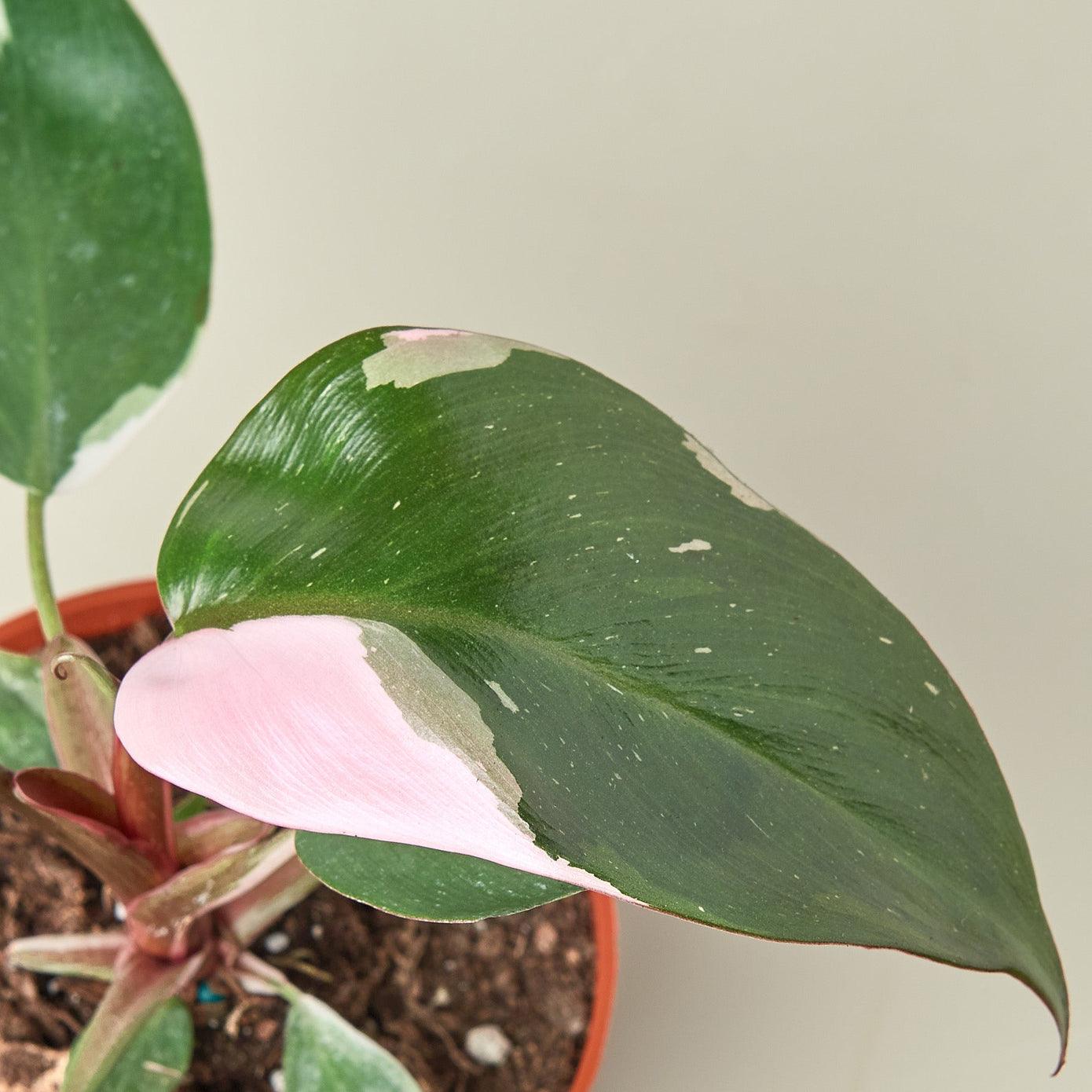 Philodendron Pink Princess - Plant Paradise Boutique