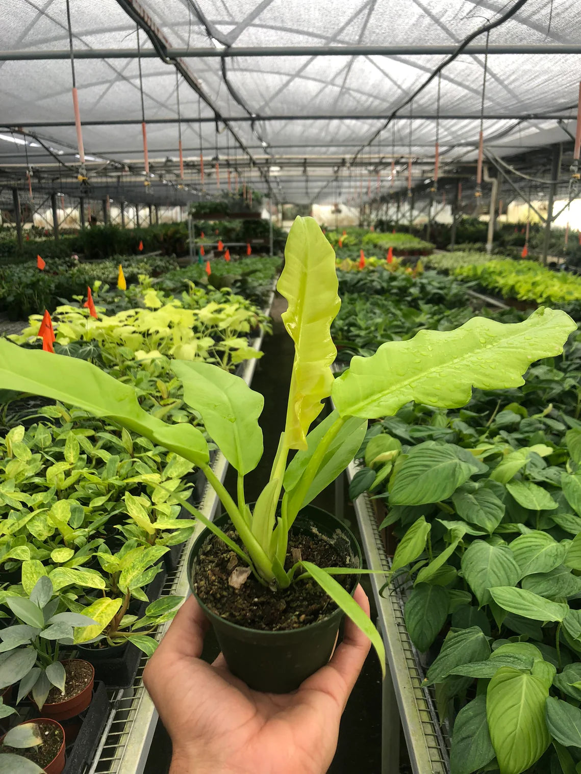 Philodendron 'Ring of Fire Gold' - Plant Paradise Boutique