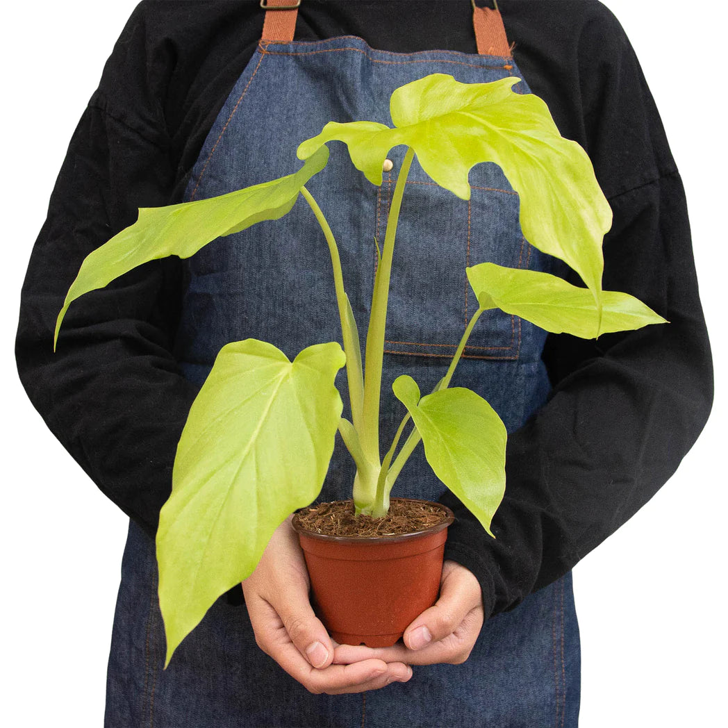 Philodendron 'Warscewiczii' - Plant Paradise Boutique