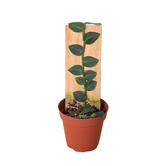 Rhaphidophora 'Hayi' (Shingle Plant) - Plant Paradise Boutique