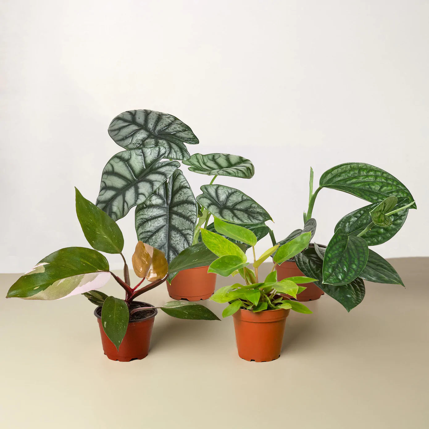 Rare Plant Bundle - Plant Paradise Boutique