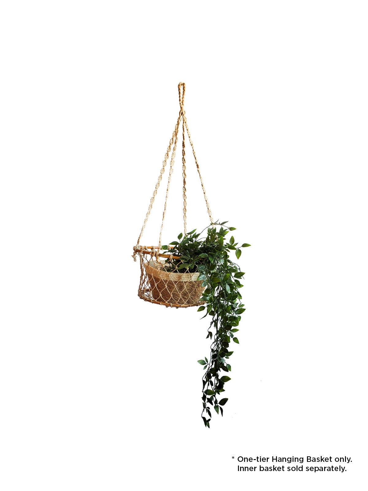 Single Hanging Basket - Plant Paradise Boutique