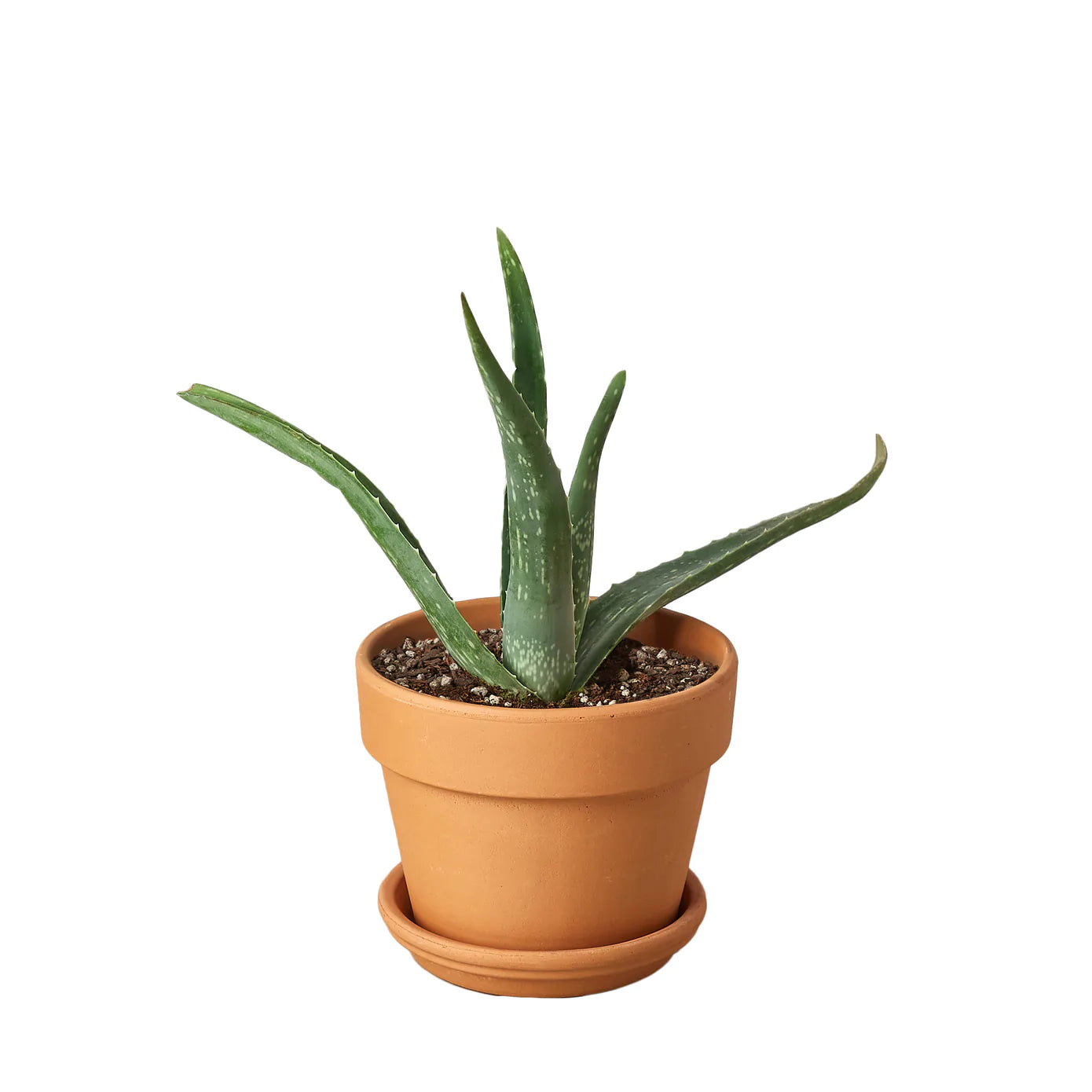 Aloe Vera - Plant Paradise Boutique