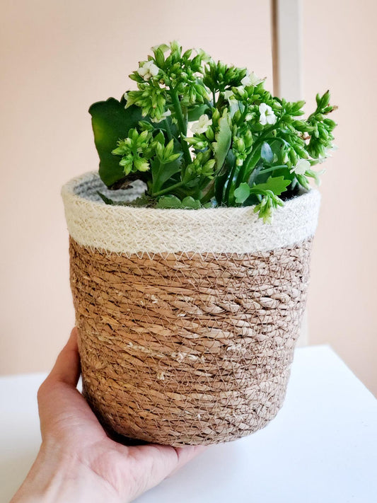 Savar Plant Basket - Plant Paradise Boutique