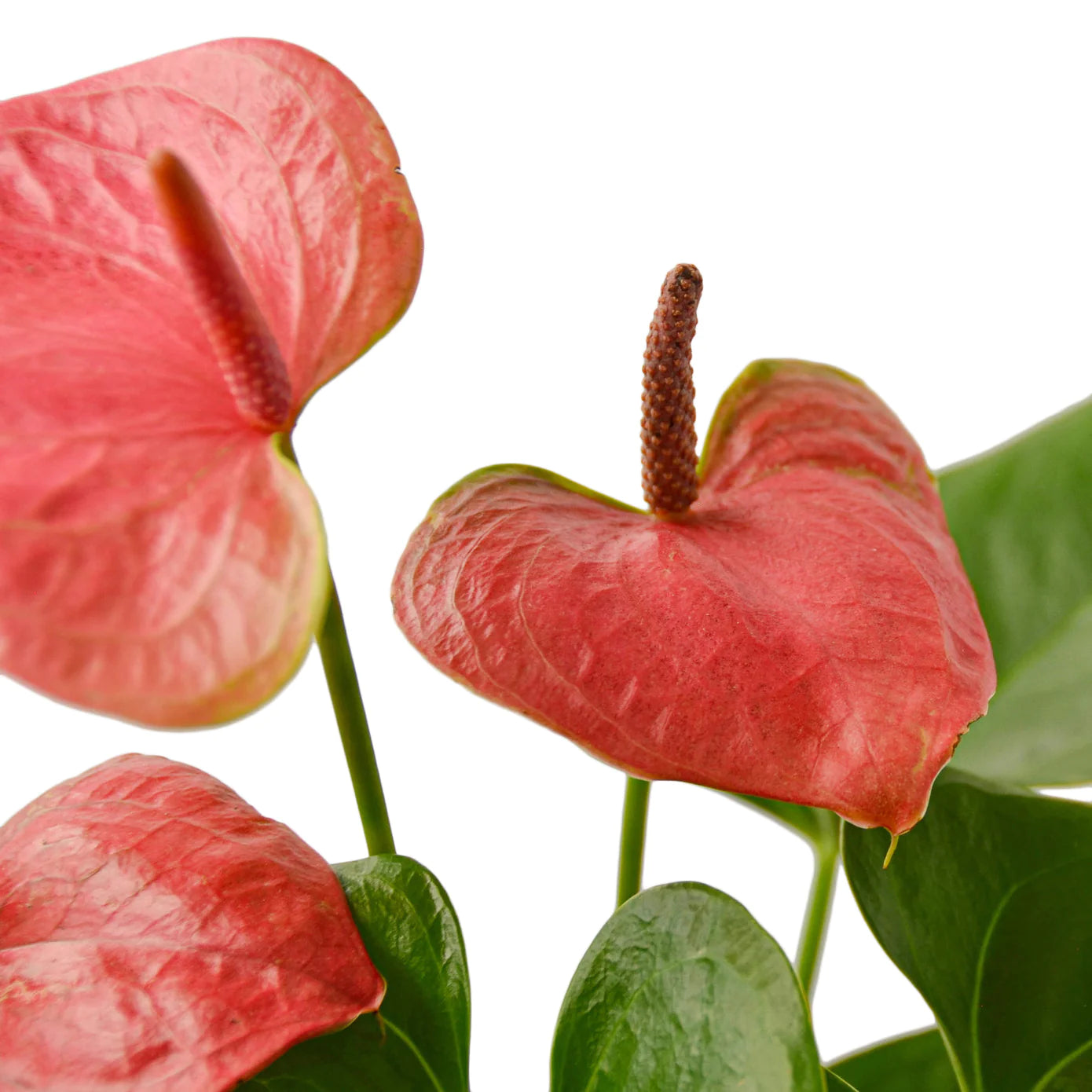Anthurium 'Pink' - Plant Paradise Boutique
