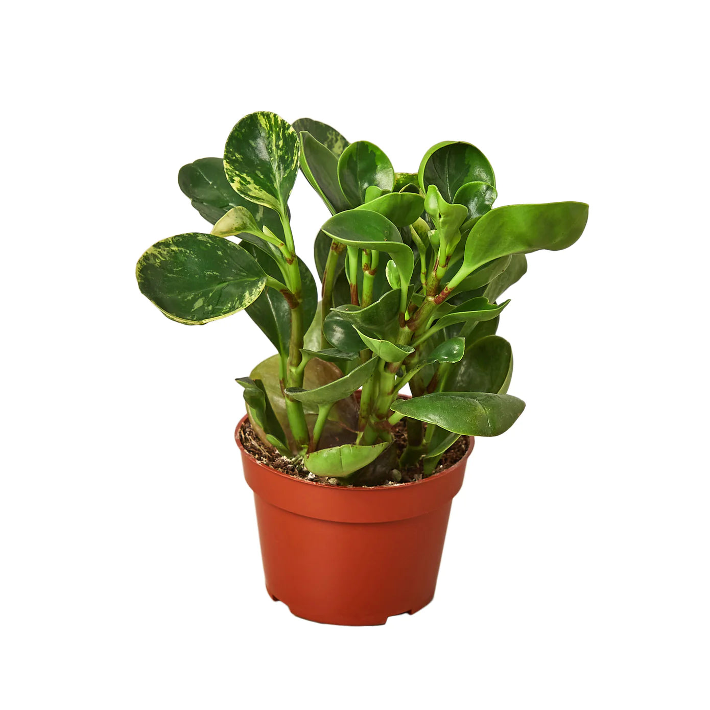 Peperomia 'Marble' - Plant Paradise Boutique