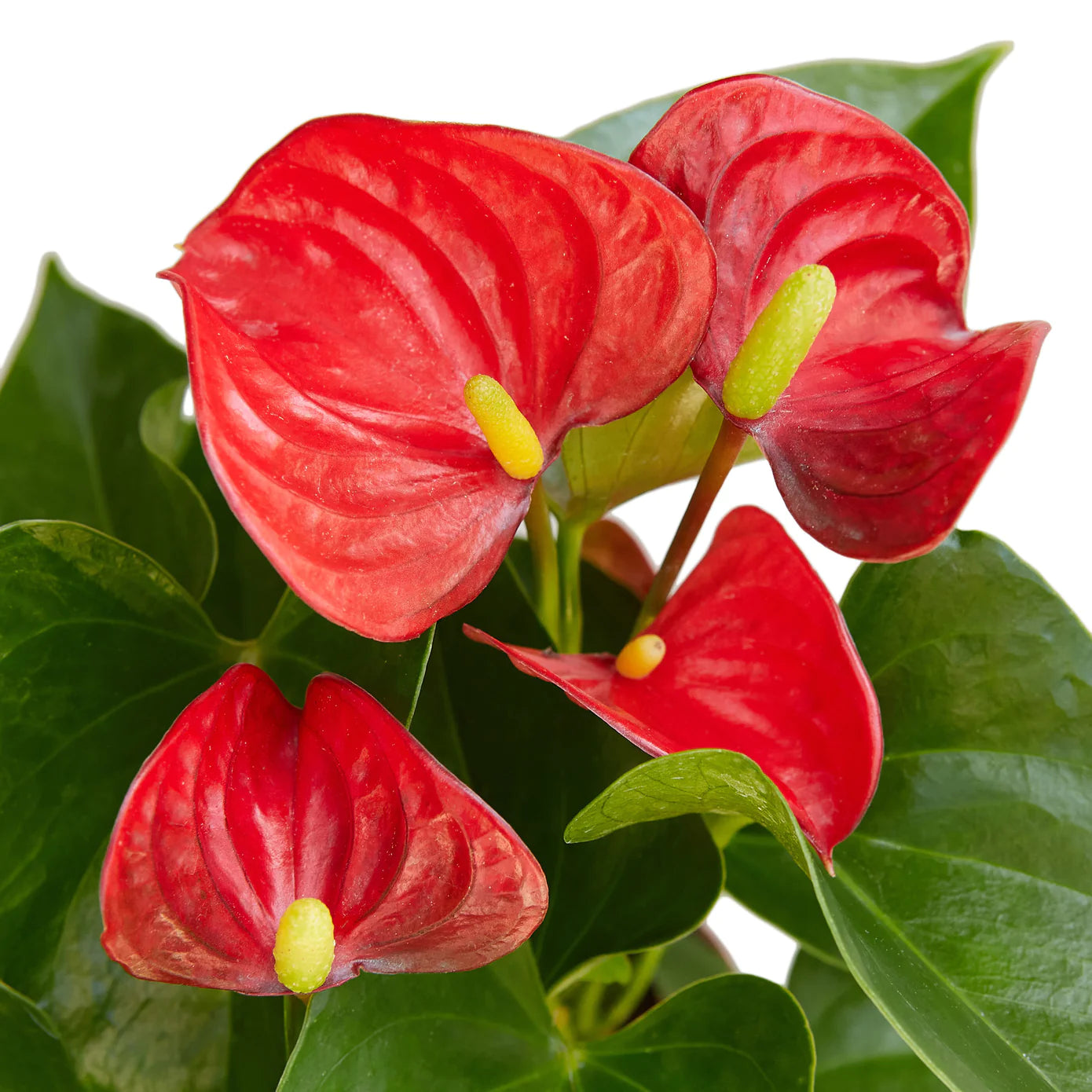 Anthurium 'Red' - Plant Paradise Boutique