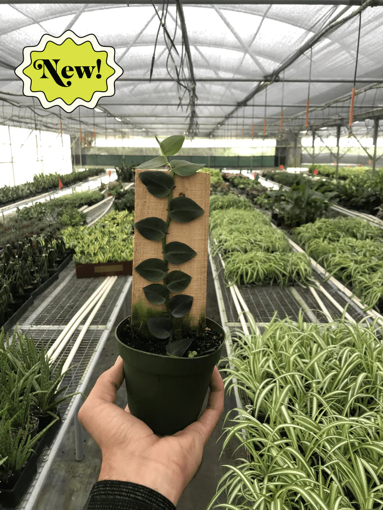 Rhaphidophora 'Hayi' (Shingle Plant) - Plant Paradise Boutique